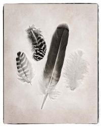 Feather Group I BW | Obraz na stenu