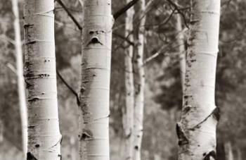 Aspens  IV | Obraz na stenu