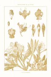 Golden Rhododendron on White | Obraz na stenu