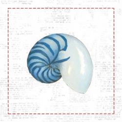 Navy Nautilus Shell on Newsprint with Red | Obraz na stenu