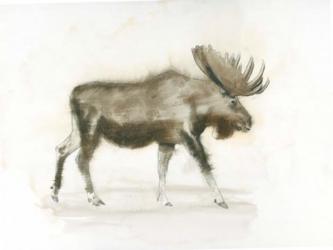 Dark Moose | Obraz na stenu
