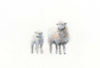 Sheep and Lamb | Obraz na stenu