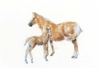 Horse and Colt | Obraz na stenu