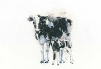 Cow and Calf | Obraz na stenu