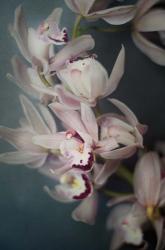 Dark Orchid I | Obraz na stenu