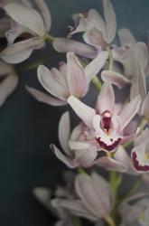 Dark Orchid II | Obraz na stenu
