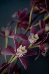 Dark Orchid III | Obraz na stenu