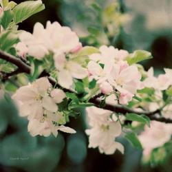 Apple Blossoms I | Obraz na stenu