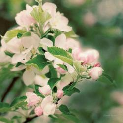 Apple Blossoms II | Obraz na stenu