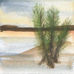 Desert Yucca | Obraz na stenu