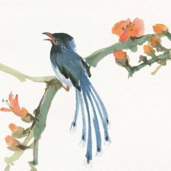 Formosan Blue Magpie | Obraz na stenu
