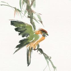 Formosan Firecrest | Obraz na stenu