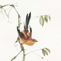 Mountain Bush Warbler | Obraz na stenu