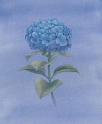 Blue Hydrangea III | Obraz na stenu