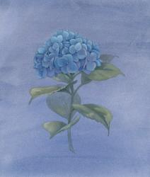 Blue Hydrangea IV | Obraz na stenu