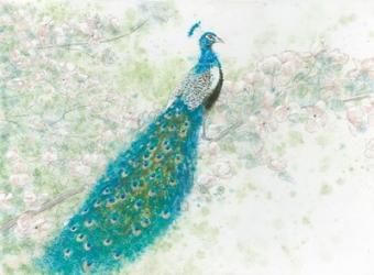 Spring Peacock I | Obraz na stenu