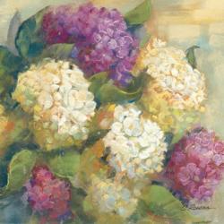 Hydrangea Delight II | Obraz na stenu