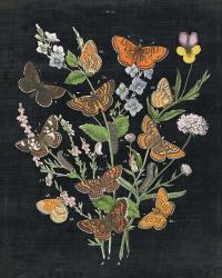 Butterfly Bouquet on Black I | Obraz na stenu