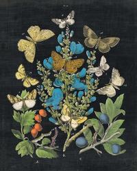 Butterfly Bouquet on Black II | Obraz na stenu