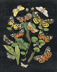 Butterfly Bouquet on Black IV | Obraz na stenu