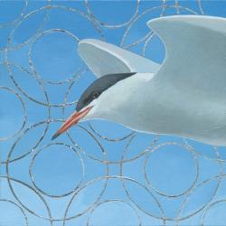 Common Tern | Obraz na stenu