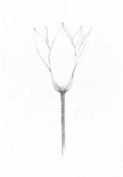 Pencil Floral X | Obraz na stenu