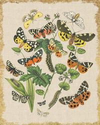 Butterfly Bouquet IV Linen | Obraz na stenu