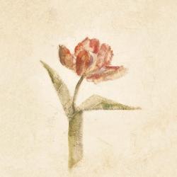 Flaming Parrot Tulip on White Crop | Obraz na stenu