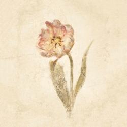 May Wonder Tulip on White Crop | Obraz na stenu