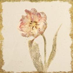 Vintage May Wonder Tulip Crop | Obraz na stenu