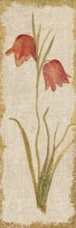 Red Tulip Panel on White Vintage | Obraz na stenu