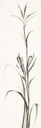 Gray Grasses IV | Obraz na stenu