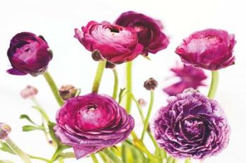 Spring Ranunculus III | Obraz na stenu