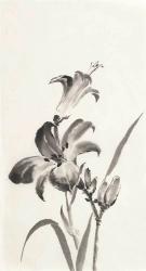 Sumi Daylily I | Obraz na stenu