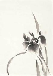 Japanese Iris I | Obraz na stenu