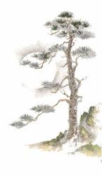 Moon Pine on White | Obraz na stenu