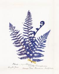 Botanical Fern IV Blue Light | Obraz na stenu