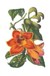 Antique Botanical XVIII | Obraz na stenu