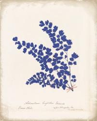 Botanical Fern III Blue Aged | Obraz na stenu