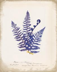 Botanical Fern IV Blue | Obraz na stenu