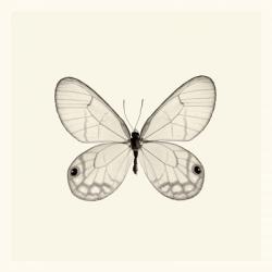 Butterfly I | Obraz na stenu