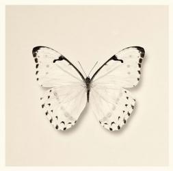 Butterfly II | Obraz na stenu