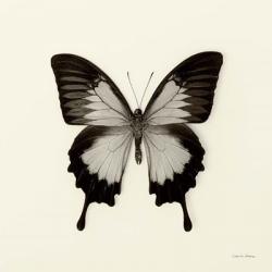Butterfly III | Obraz na stenu