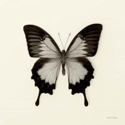 Butterfly III | Obraz na stenu