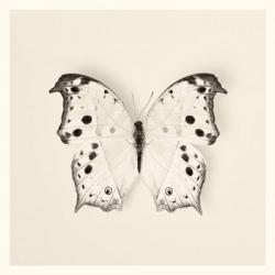 Butterfly IV | Obraz na stenu