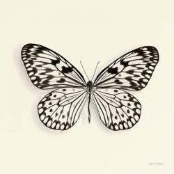 Butterfly V | Obraz na stenu