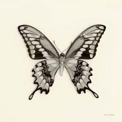 Butterfly VI | Obraz na stenu