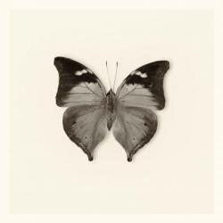 Butterfly VII | Obraz na stenu