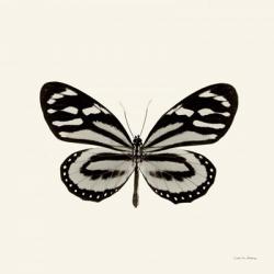 Butterfly VIII | Obraz na stenu