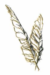 Gilded Raven Feather | Obraz na stenu